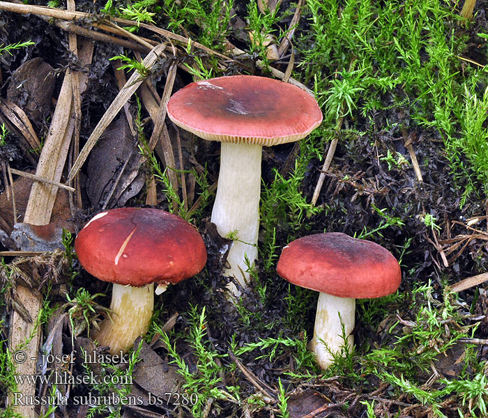 Pajunsillihapero Russula subrubens