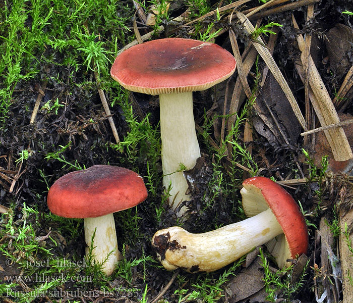 Russule écrevisse saules presque rouge Russula subrubens