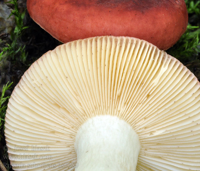 Wilgenrussula Russula subrubens