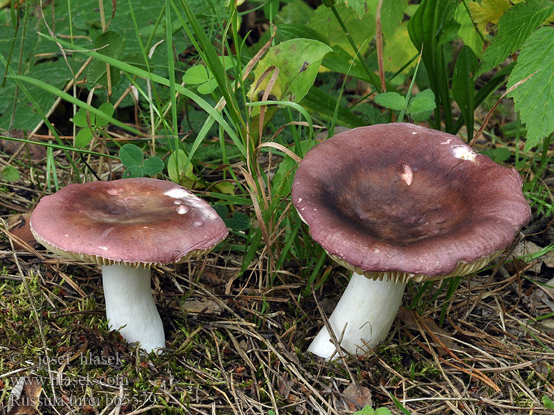 Russula turci