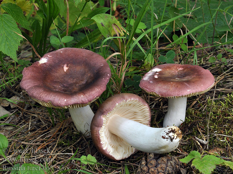 Russula turci Holubinka Turkové