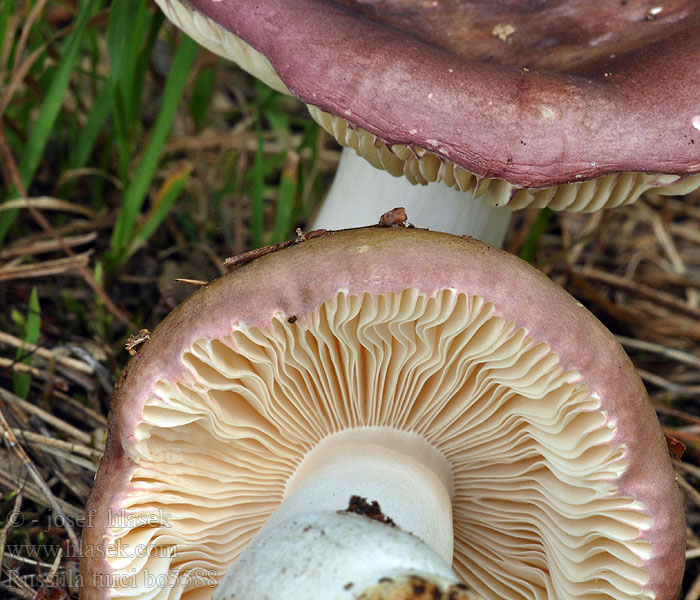 Russula turci Jodoform-Täubling