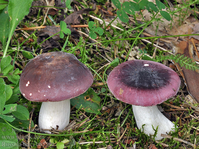 Russula turci Jodoformrussula