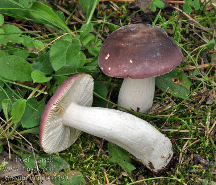 Russula turci Gołąbek turecki