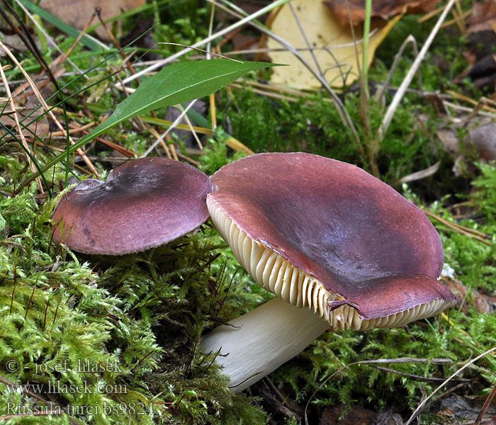 Russula turci Plávka jodoformová