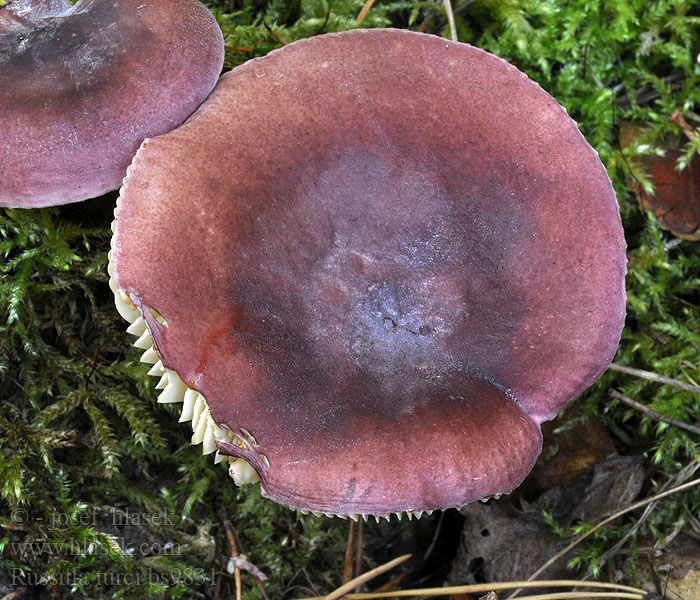 Russula turci Jod-skørhat