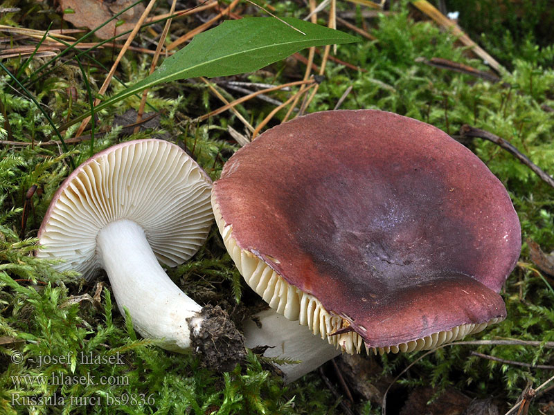 Russula turci Jodoformkremla Jodihapero