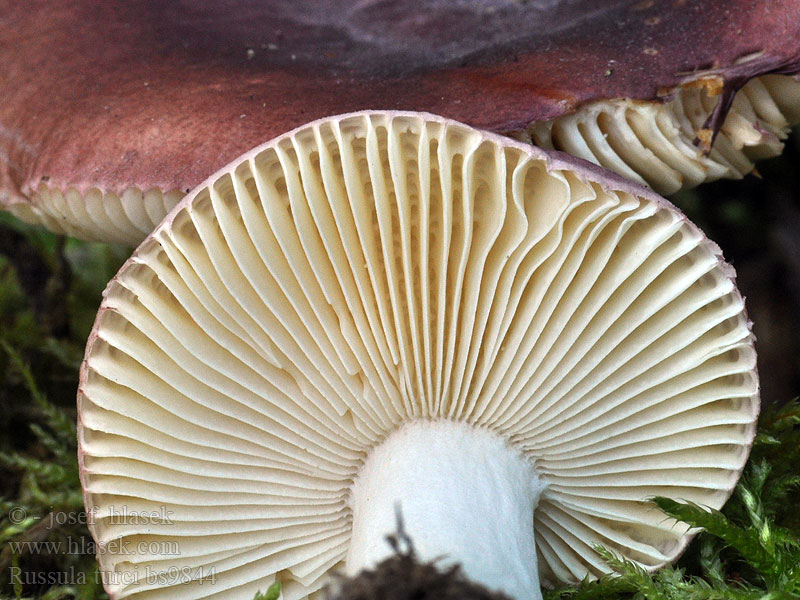 Russula turci Russule cocardée