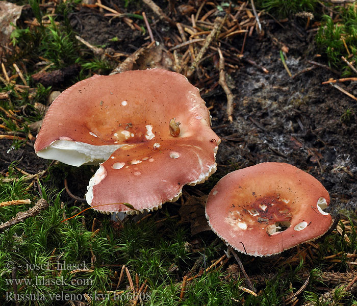 Russula velenovskyi Holubinka velenovského Ziegelrote Täubling