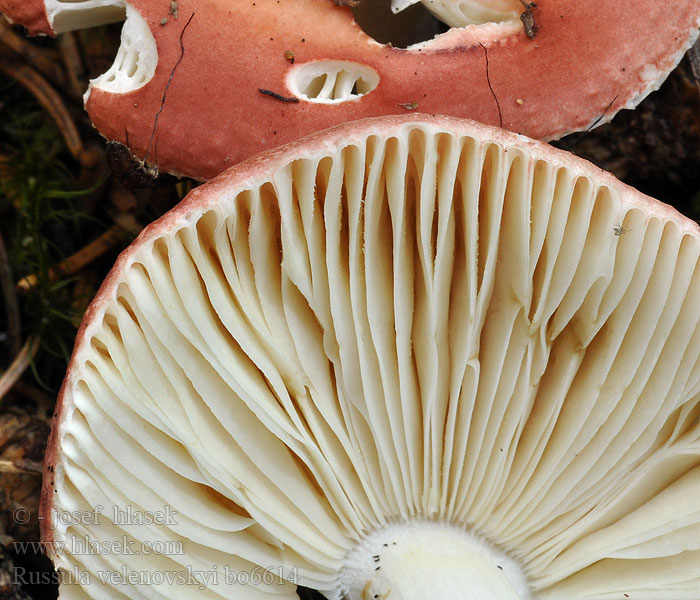 Russula velenovskyi Schotelrussula Gołąbek ceglastoczerwony