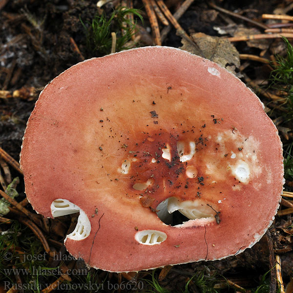 Russula_velenovskyi_bo6620