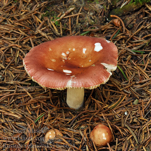 Russula_velenovskyi_bo6624