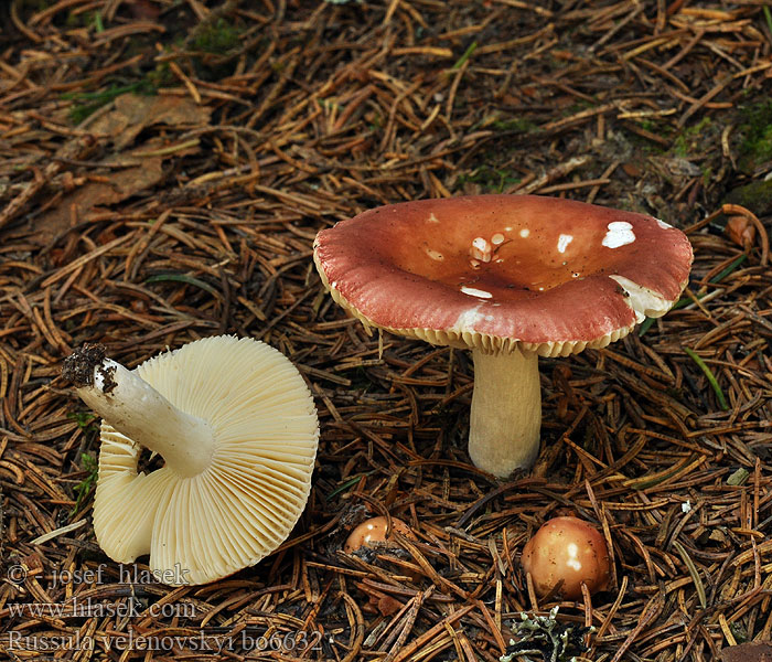 Russula velenovskyi Сыроежка Веленовского Coral Brittlegill