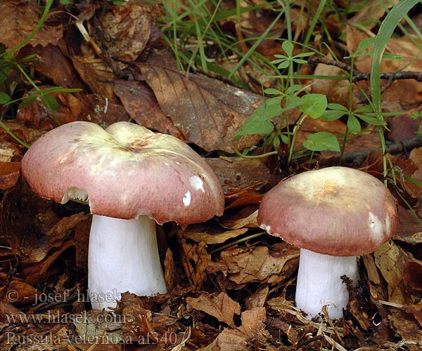 Russula veternosa Beskkremla Russula faggio