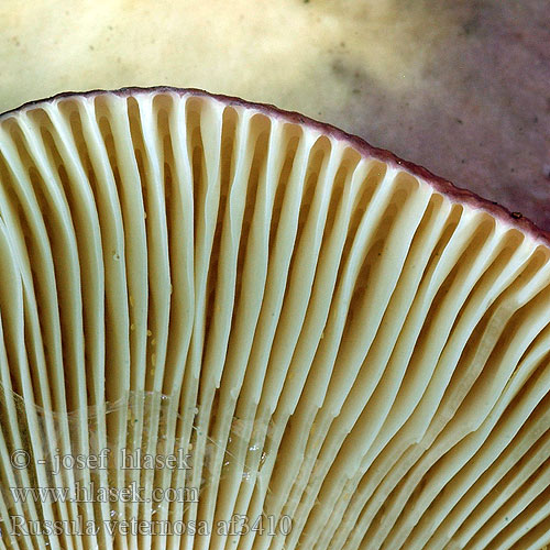 Russula veternosa af3410