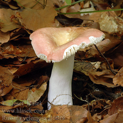 Russula veternosa al6019