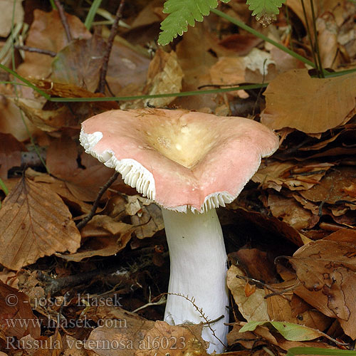 Russula veternosa al6023