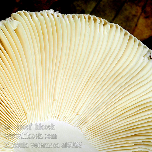 Russula veternosa al6028