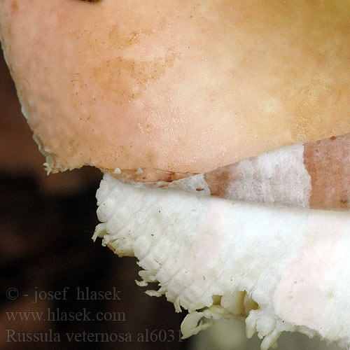 Russula veternosa al6031