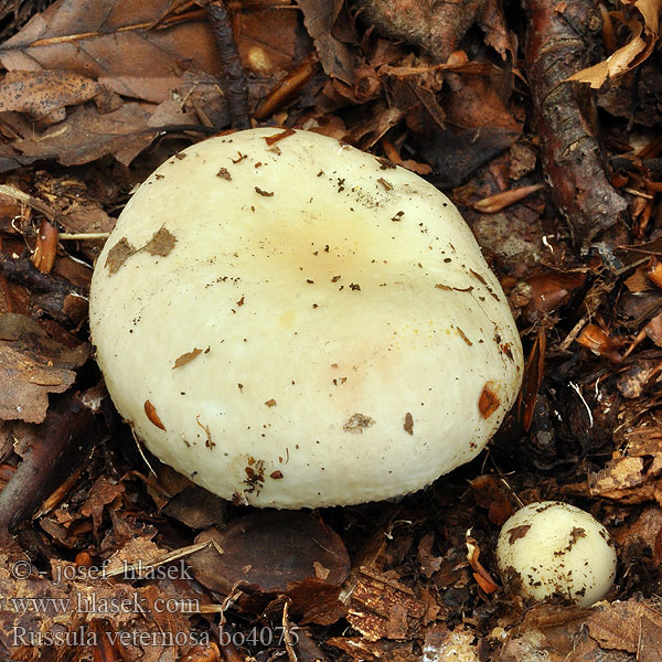 Russula veternosa Holubinka mdlá