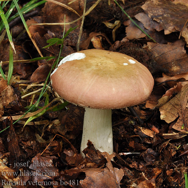 Russula veternosa Scharfer Honigtäubling Honig-Täubling