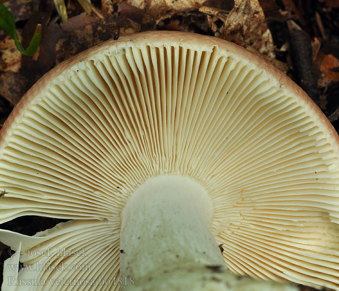 Russula veternosa Gołąbek opuchły