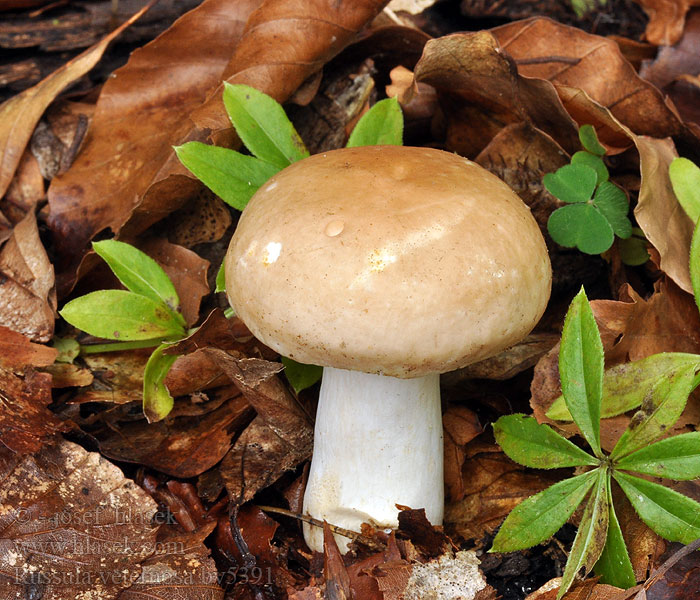 Russula veternosa Holubinka mdlá