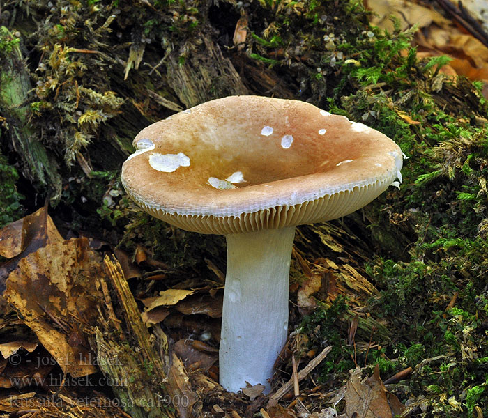 Beskkremla Russula veternosa