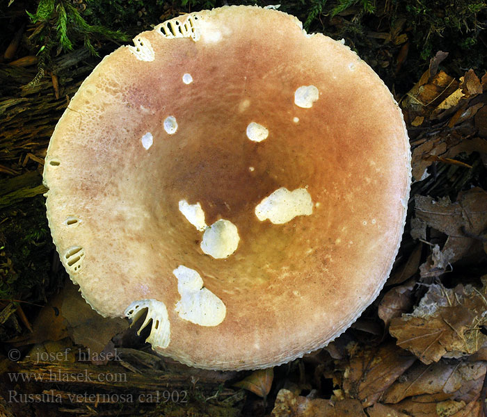 Russule languissante Russula veternosa