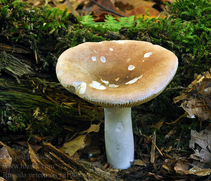 Scharfer Honigtäubling Russula veternosa