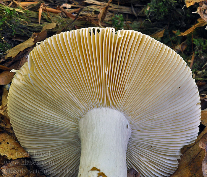 Holubinka mdlá Russula veternosa