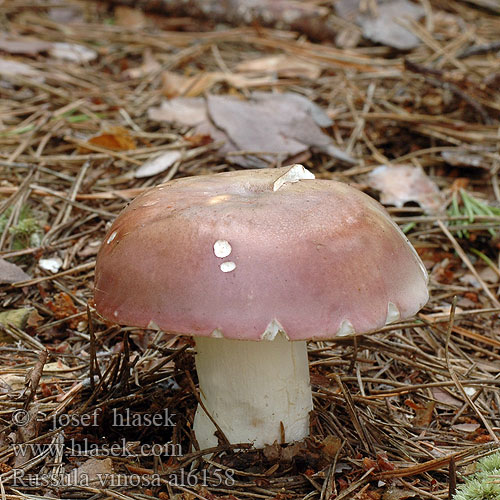 Russula vinosa Holubinka tečkovaná Gołąbek Winnoczerwony Plávka bodkovaná Darkening Brittlegill Vīnsarkanā bērzlape Vinrød Skørhat Viinihapero Vinkremla Russule vineuse Weinroter Graustieltäubling Vinrød kremle Сыроежка винно-красная пурпурно-красная Murkina golobica