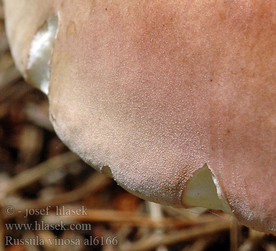 Russula vinosa al6166