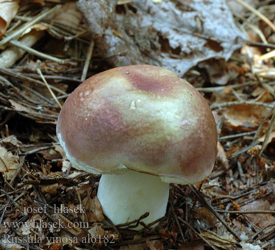 Russula vinosa al6182