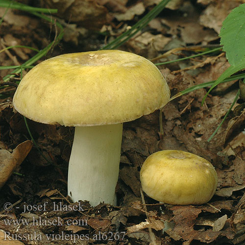 Russula violeipes al6267