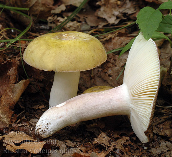 Velvet Brittlegill Russula Vijoličnobetna golobica