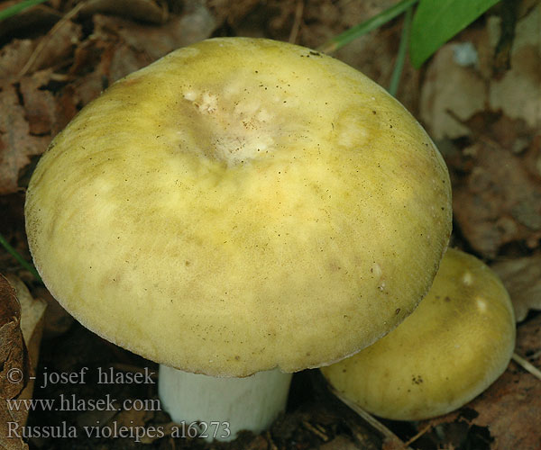 Russula violeipes al6273