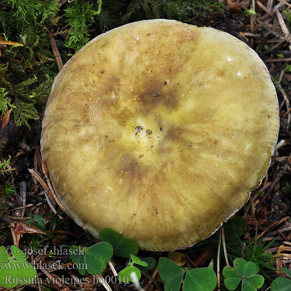 Russula violeipes Holubinka fialovonohá Ibolyástönkű galambgomba