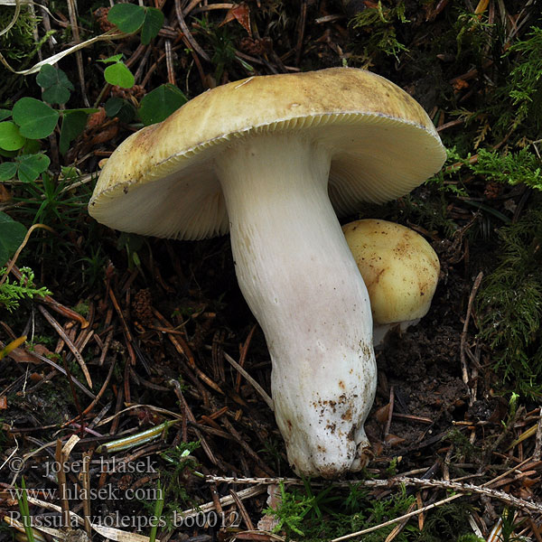 Russula violeipes Holubinka fialovonohá