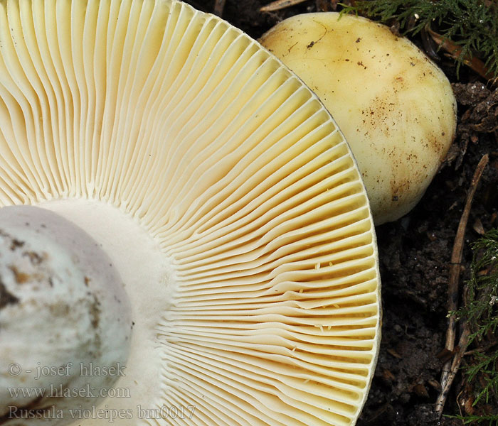 Russula violeipes Gołąbek fioletowonogi