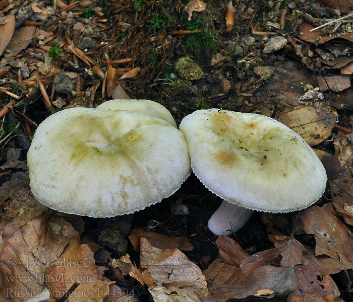 Russula violeipes Paarsstelige pastelrussula