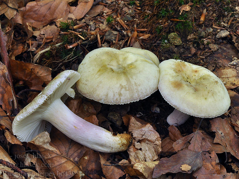 Russula violeipes Velvet Brittlegill Russula