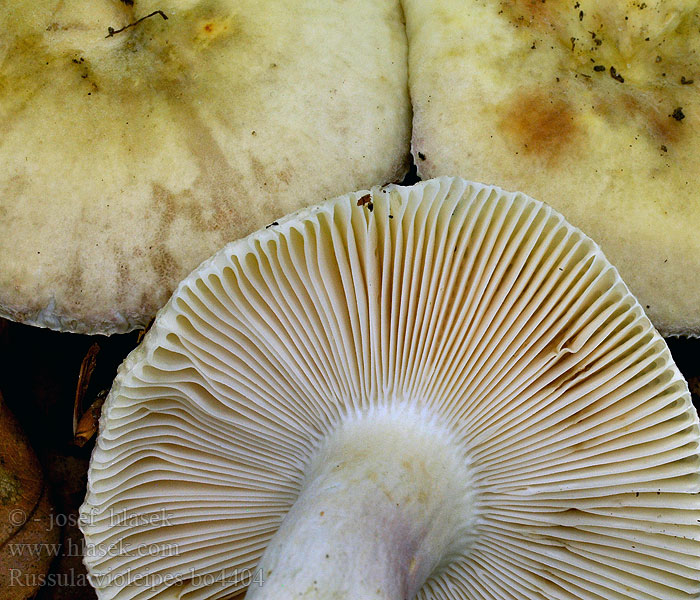 Russula violeipes Violettstieliger Täubling Pfirsichtäubling