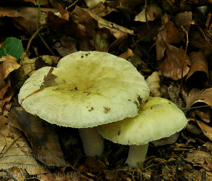 Russula violeipes Plávka fialovohlúbiková