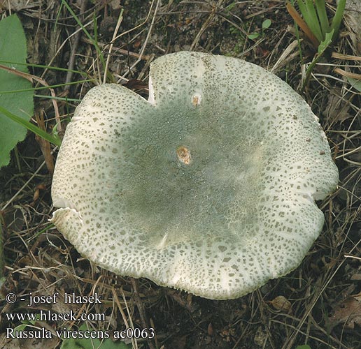 Russula virescens ac0063