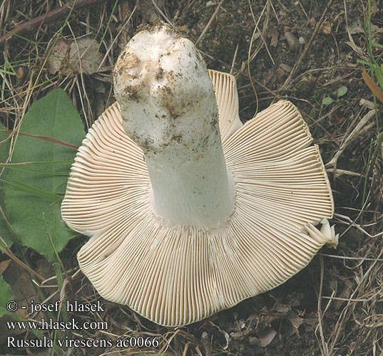 Russula virescens ac0066