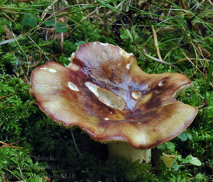 Russula viscida Holubinka lepkavá Lederstiel-Täubling