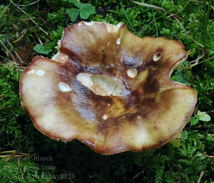 Plompe russula Gołąbek lepki Plávka lepkavá Knippe-skørhat