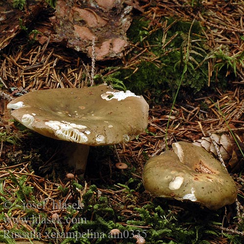 Russula xerampelina Holubinka révová Shrimp Russula