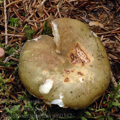 Russula xerampelina am0342